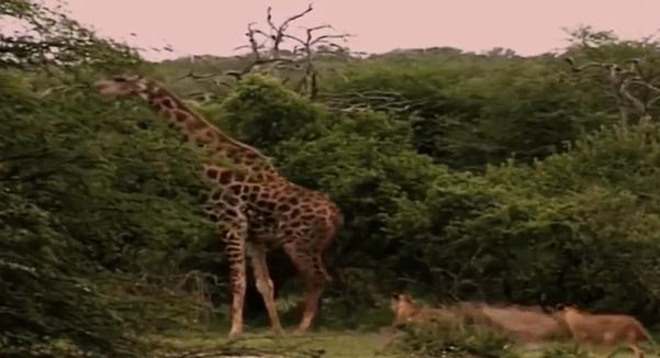 站着睡觉的动物有长颈鹿么,长颈鹿如何踢爆狮子
