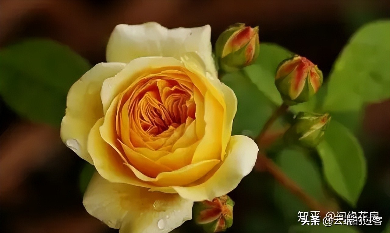 1到99朵玫瑰的含义图片,1到99朵玫瑰花语是什么