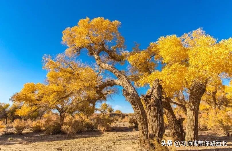 醉美胡杨深度游,额济纳胡杨林旅游攻略