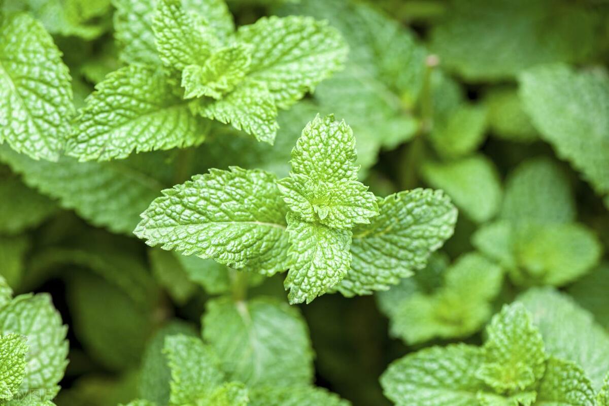 薄荷生虫怎么处理,薄荷怎样才能彻底清除掉