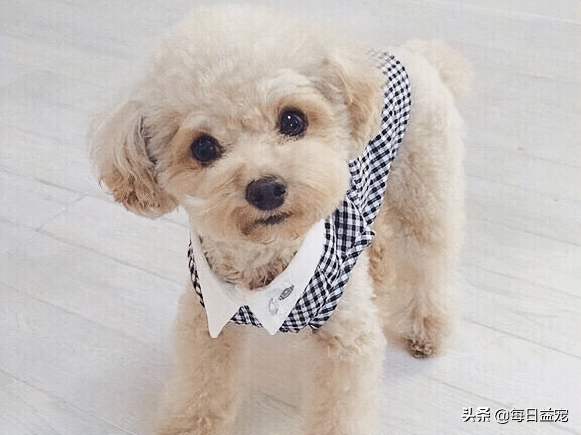 泰迪犬挑食怎么办?铲屎官这样做,效果极好