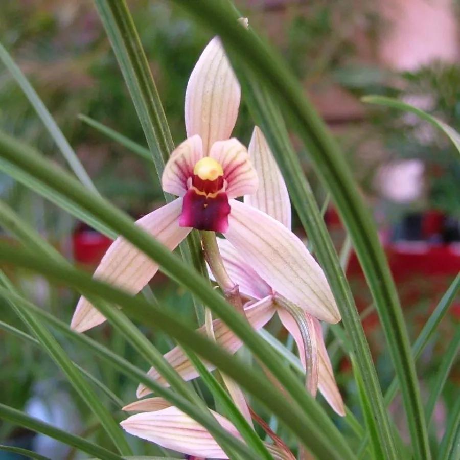 快来看看，兰花的世界真奇妙|壹木星球No.14