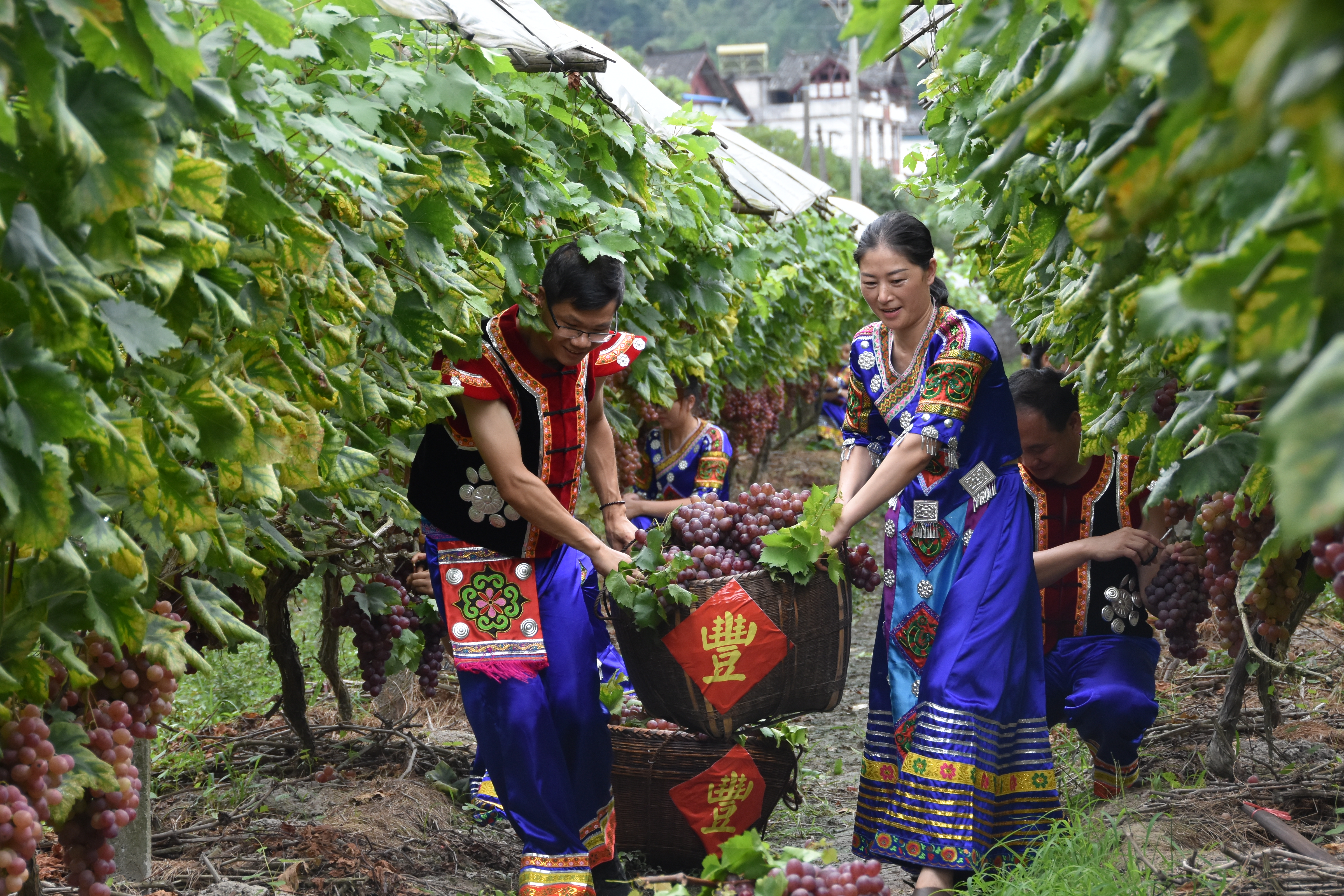 什么提子最甜,提子哪里最甜