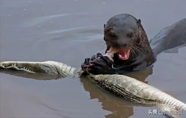 鬣狗捕食动物图片,鬣狗捕杀巨蟒
