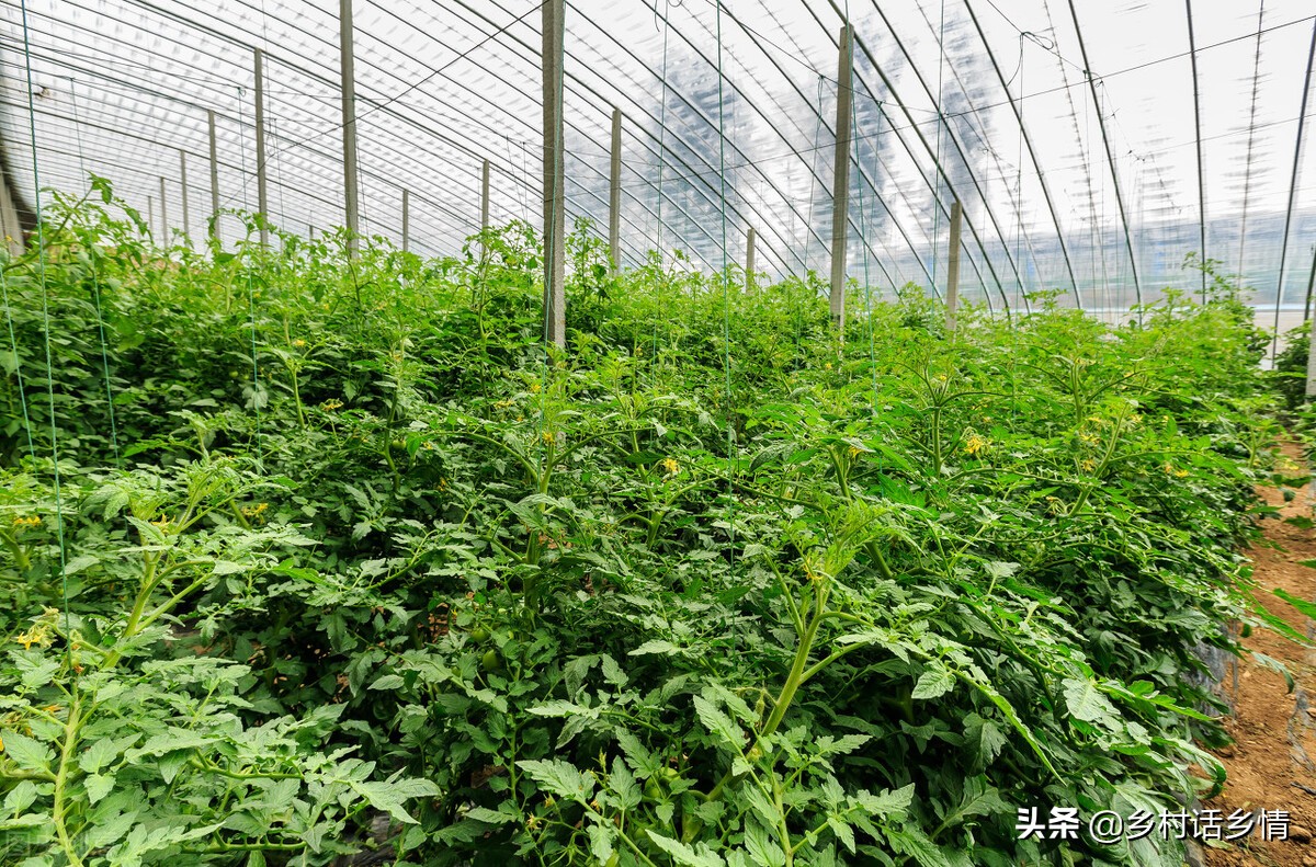 种菜肥水自制方法,种菜小妙招加什么肥