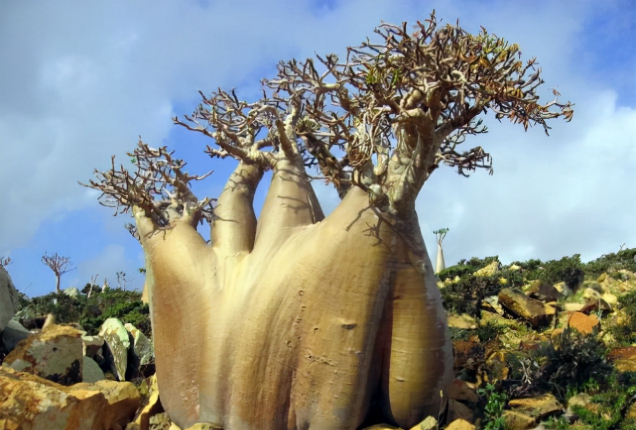 10种公认客厅最好养的花,适合客厅养的懒人花