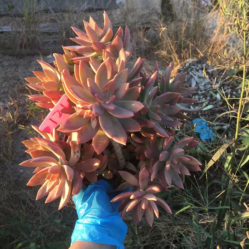 南方最好养的多肉法师品种,适合南方养的多肉有哪些