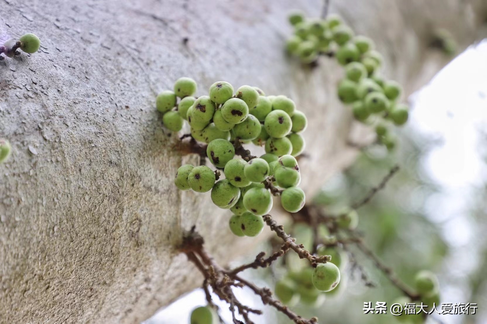 云南西双版纳热带植物园官网,西双版纳植物园全面讲解