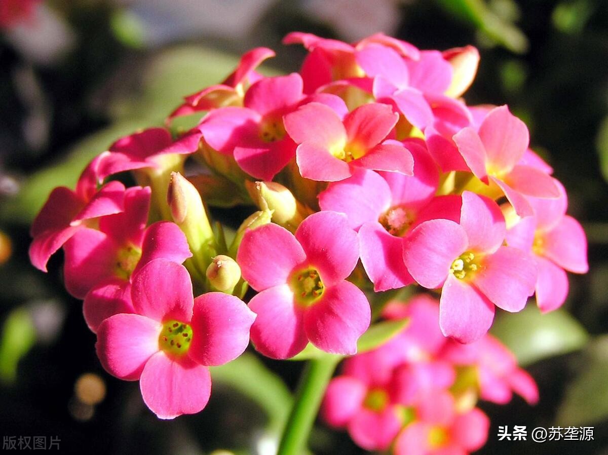 黄白花的长寿花品种,长寿花圣诞节还没长花苞