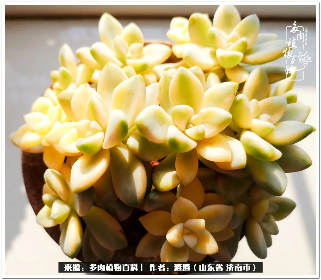 一个并不优秀的90后,何以解忧唯有多肉下一句