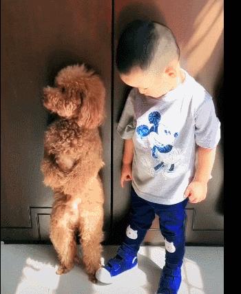 养狗品种推荐大型犬颜值高,北美养狗必备品种狗狗排行