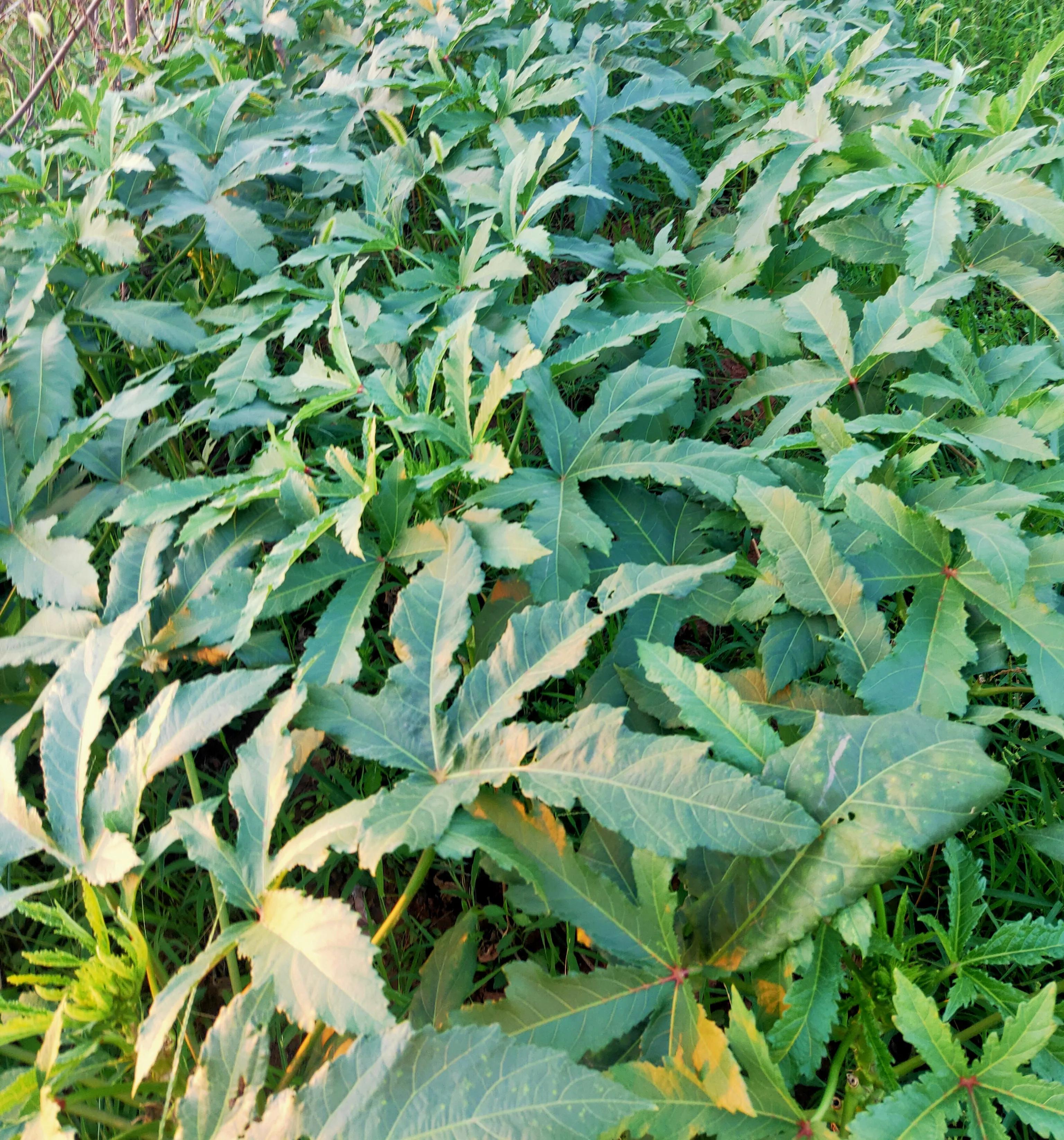 秋葵植物图片,和秋葵很像的一种植物图片