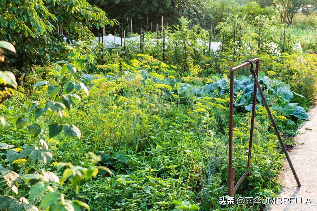 俄罗斯老金,吉林老金在俄罗斯