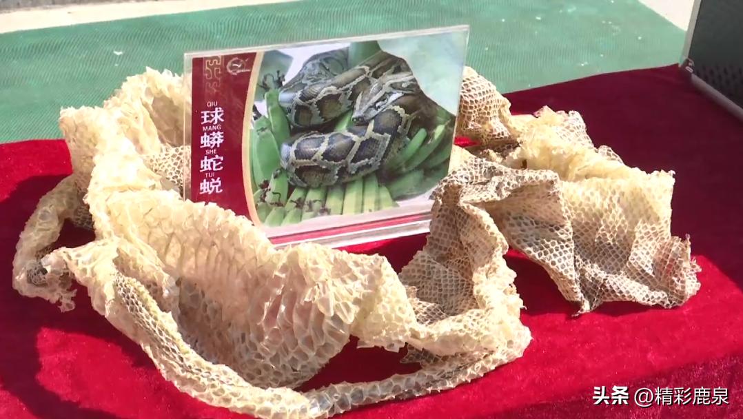 鹿泉：爱护动物共建生态家园