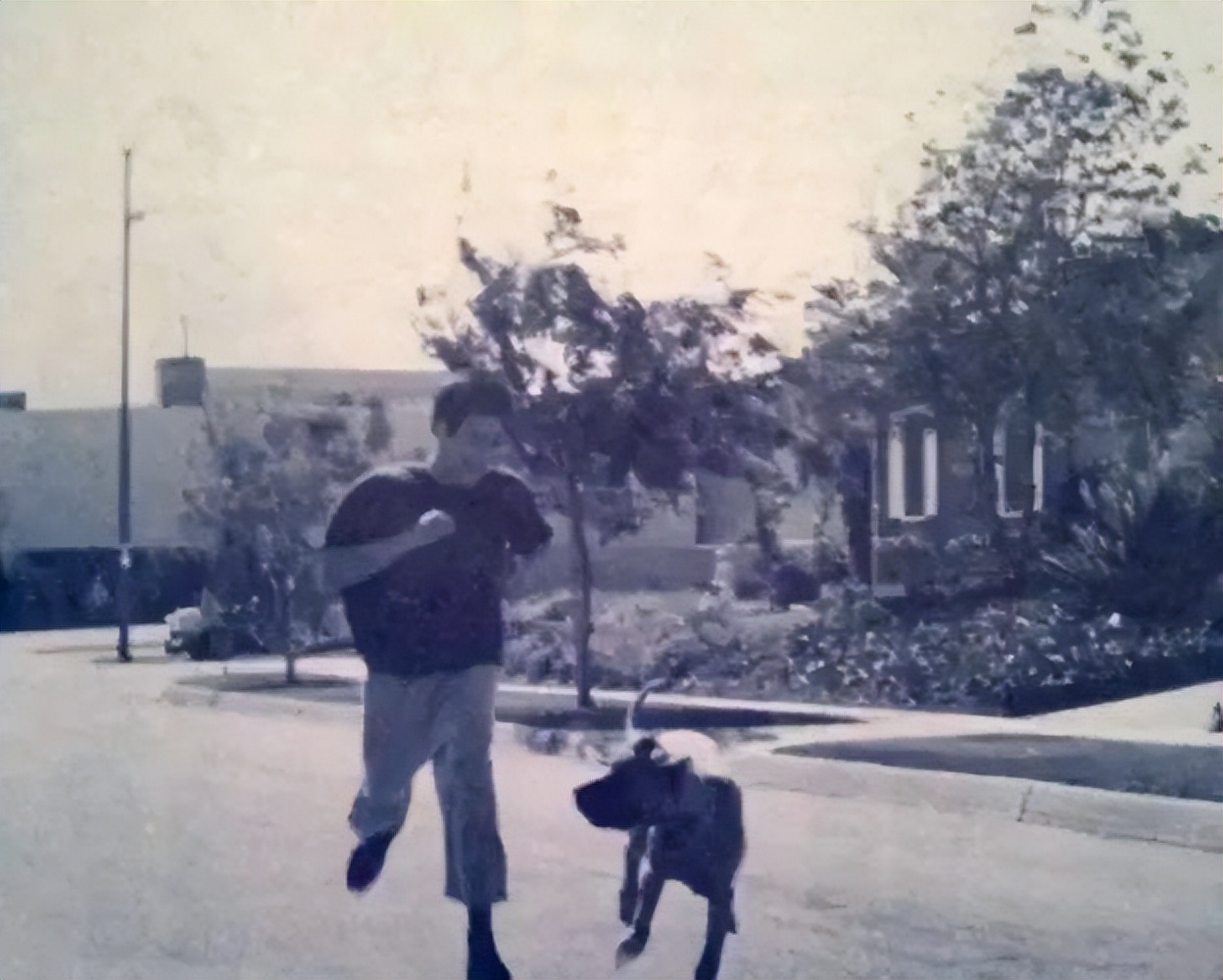 世界上战斗力最强的五种犬,世界上最大最凶猛的犬是什么犬