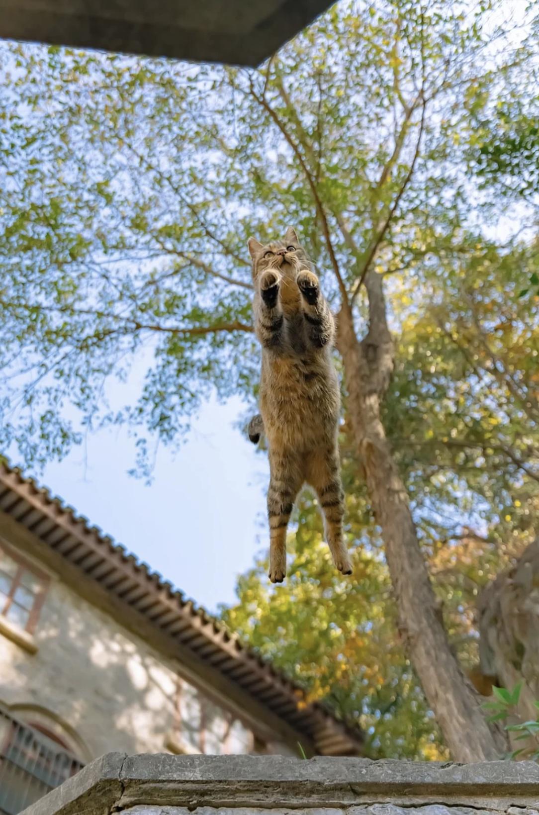 治愈系壁纸｜132张可爱小猫咪的样子