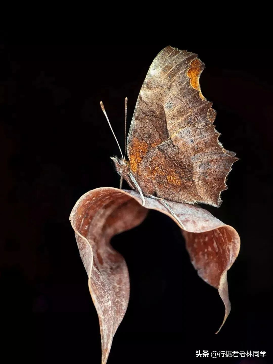 手机拍照和手机摄影的区别,手机拍照摄影基础知识入门