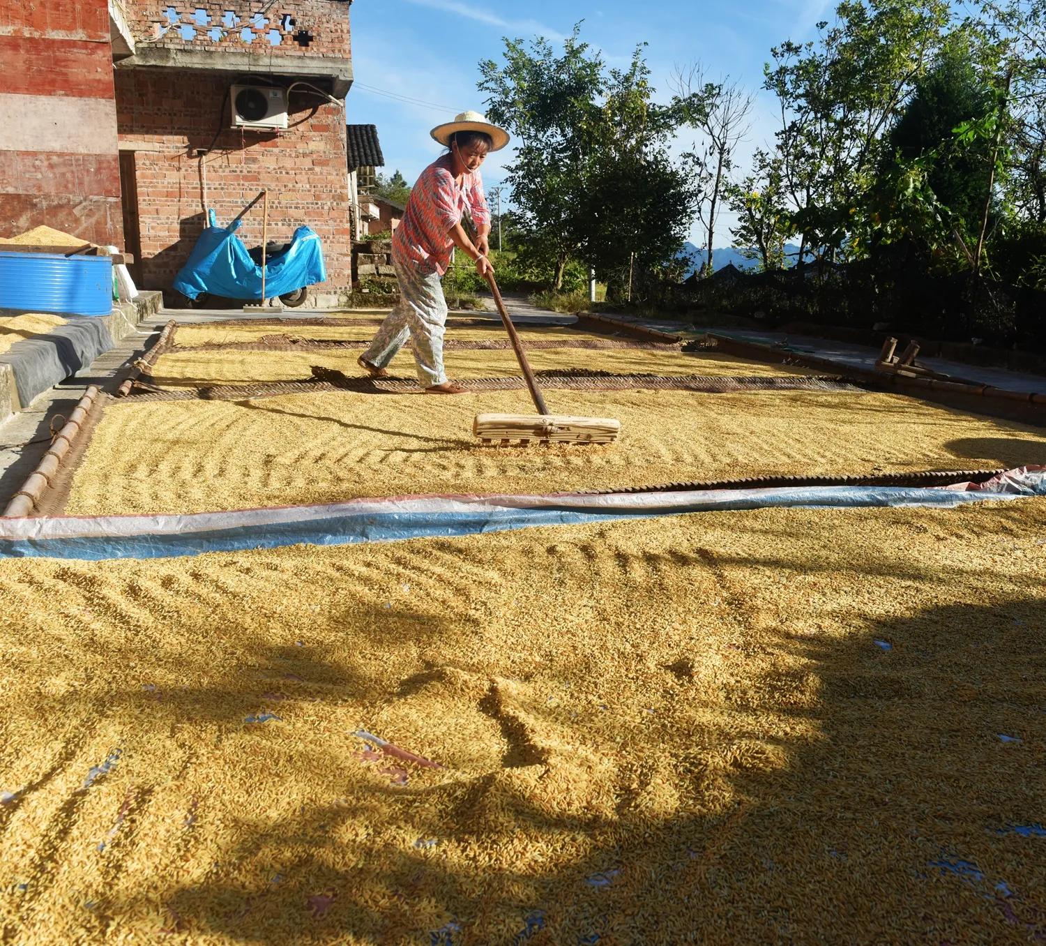 稻菽飘香各地丰收忙,稻菽飘香图片