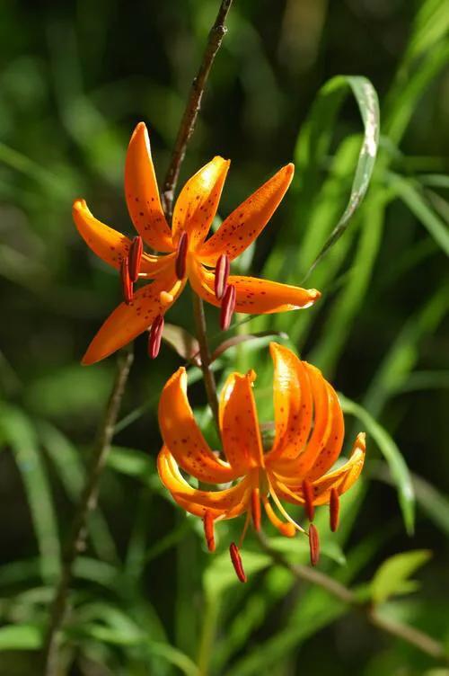 绽放的百合花,绽放的百合花32