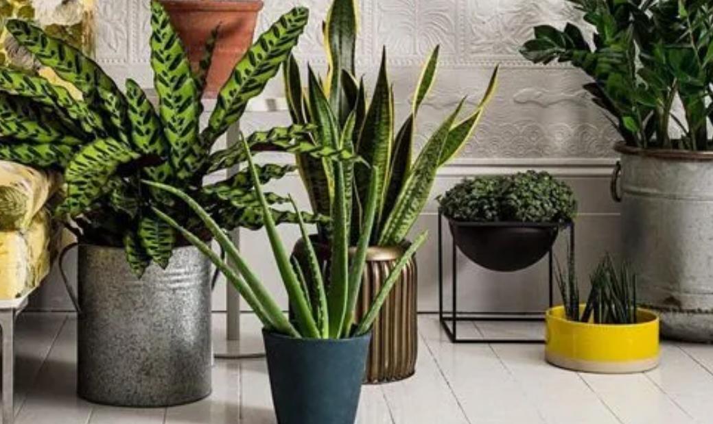 十大适合懒人种植的花,适合家庭种植的观赏花