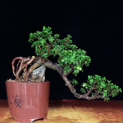 金枝玉叶做盆景的方法,金枝玉叶如何培养成盆景