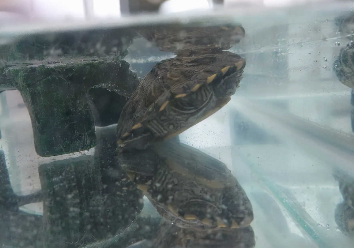 龟龟得肺炎了怎么办,龟龟肺炎