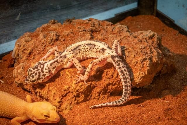 广州白云山风景区出现蛇,广州哪个景区好多蛇