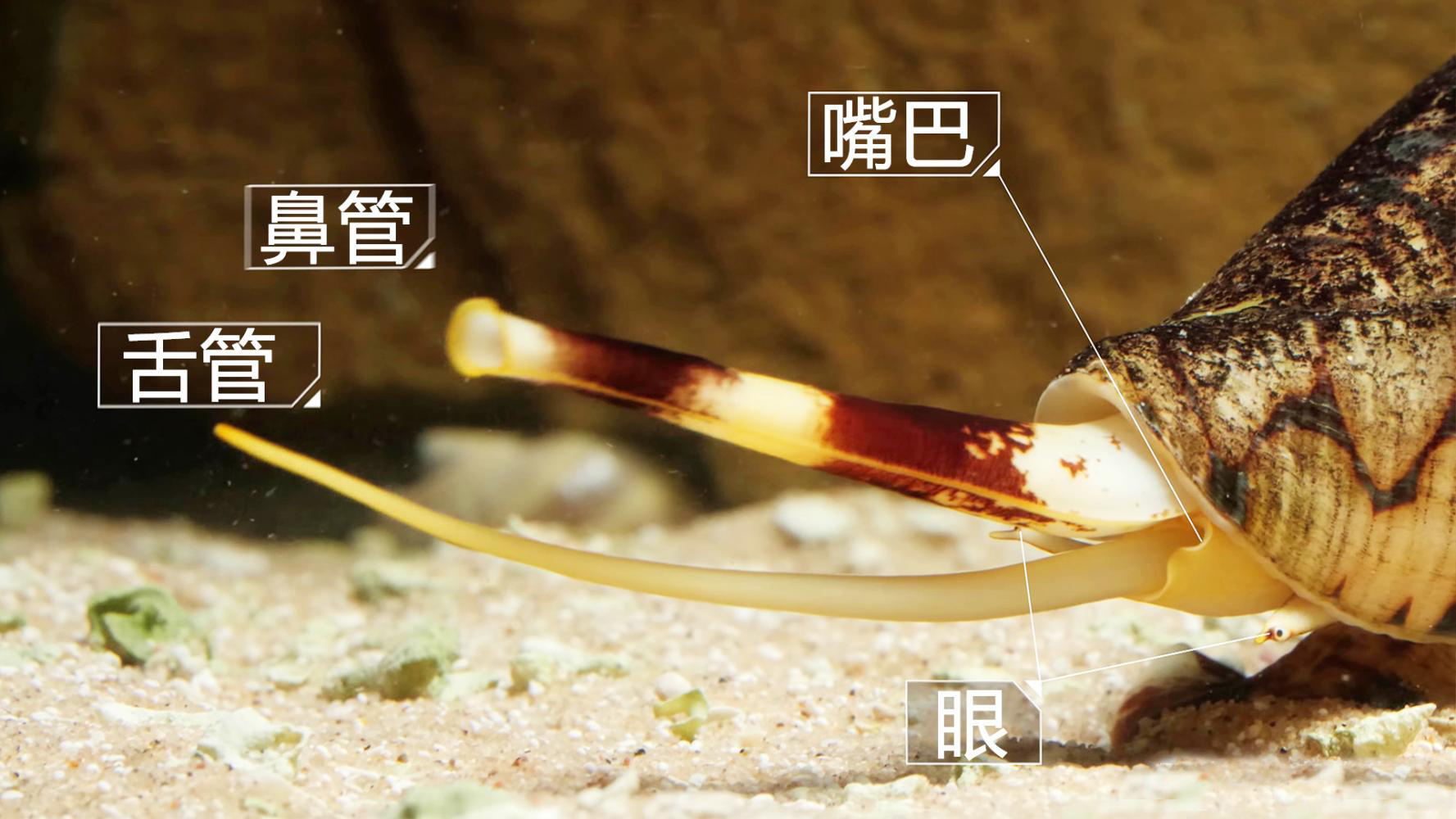 飞速前进的蜗牛：进化速度是哺乳动物的5倍，体内剧毒可毒死成人