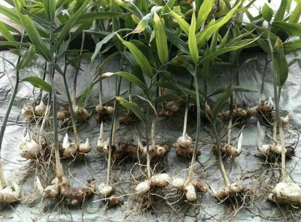 种植野生老虎姜,野生老虎姜种植视频
