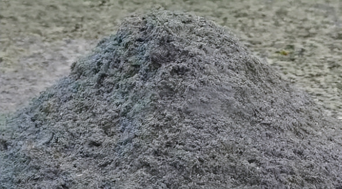 自制蔬菜万能杀虫水,自制万能杀虫水白醋