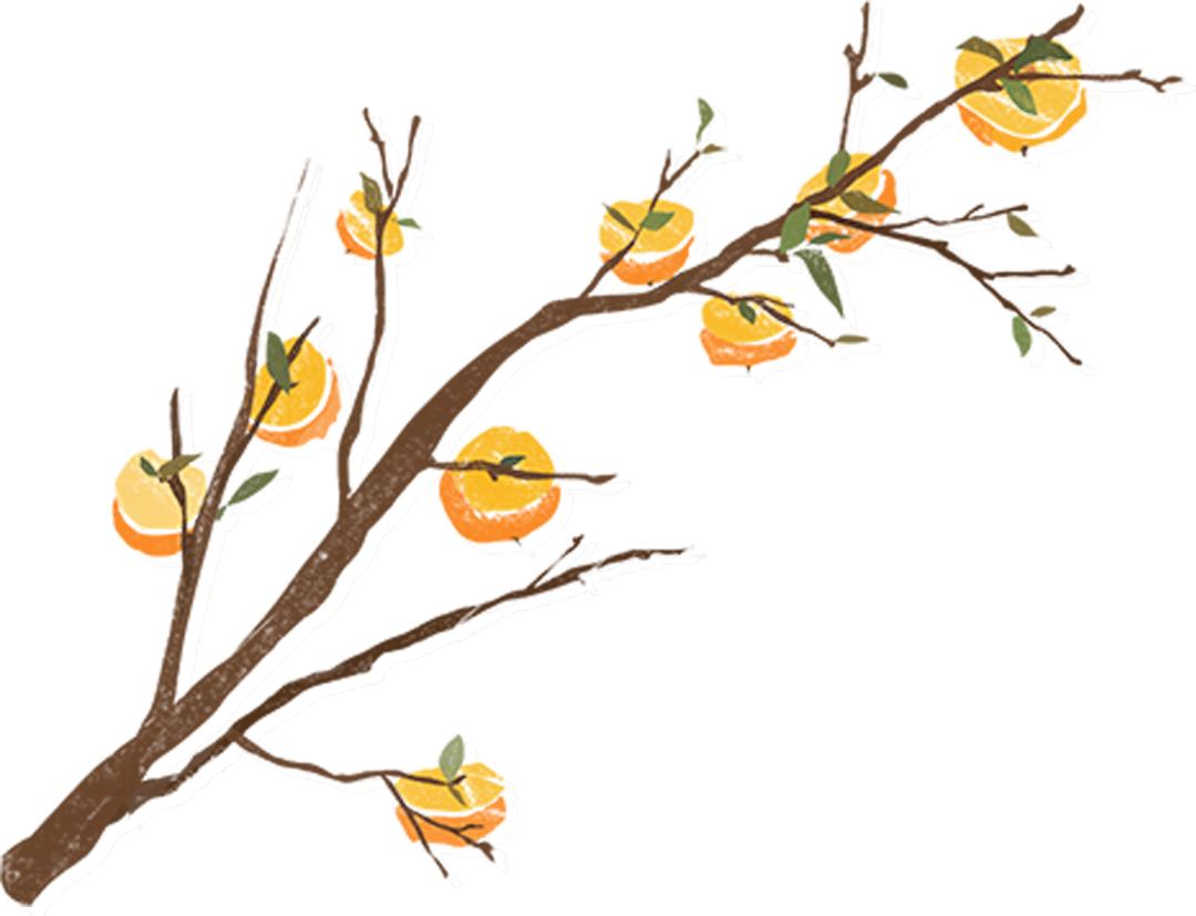 一起摘柿子,霜降人摘柿子的图片