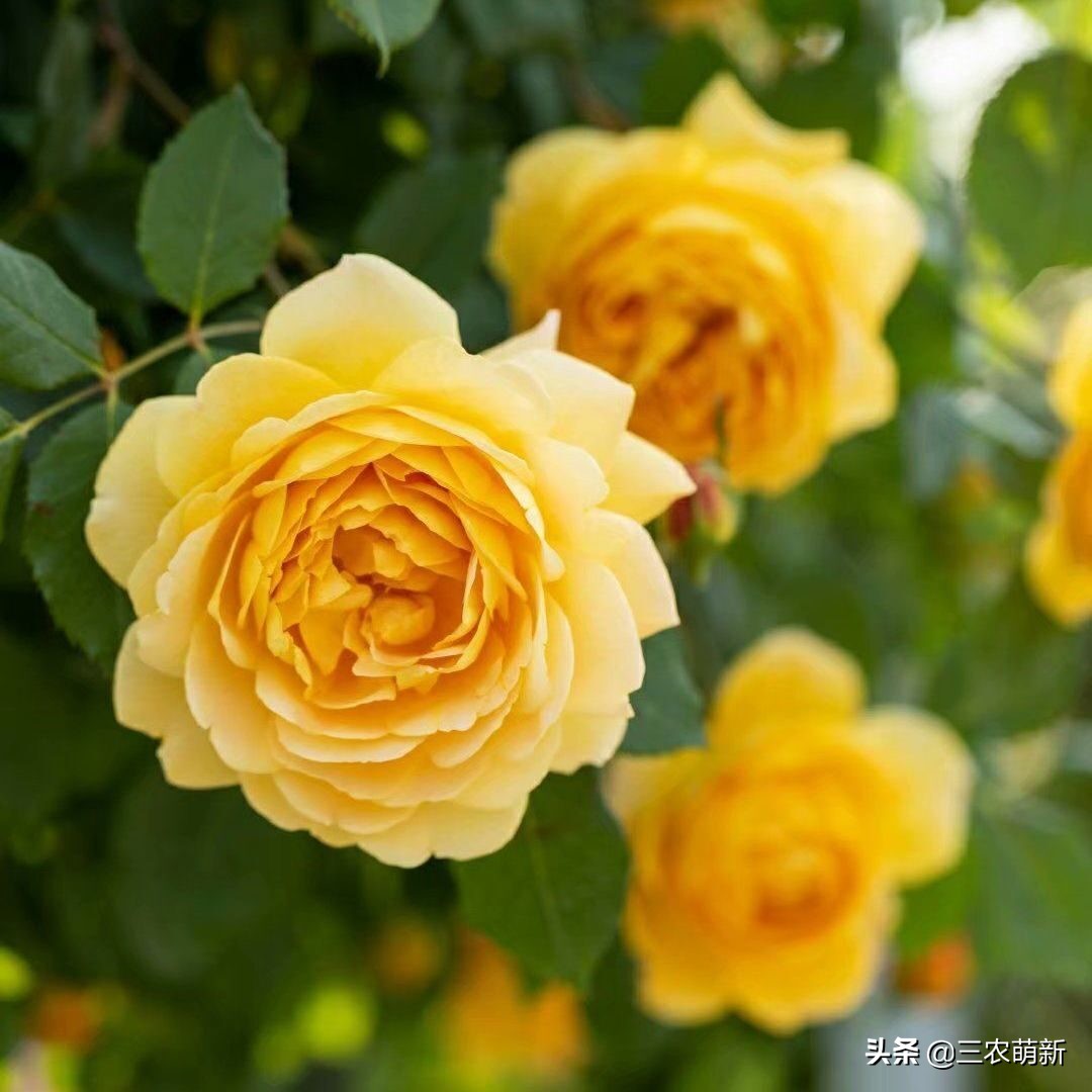 带你认识十种月季,介绍各种月季花的特点