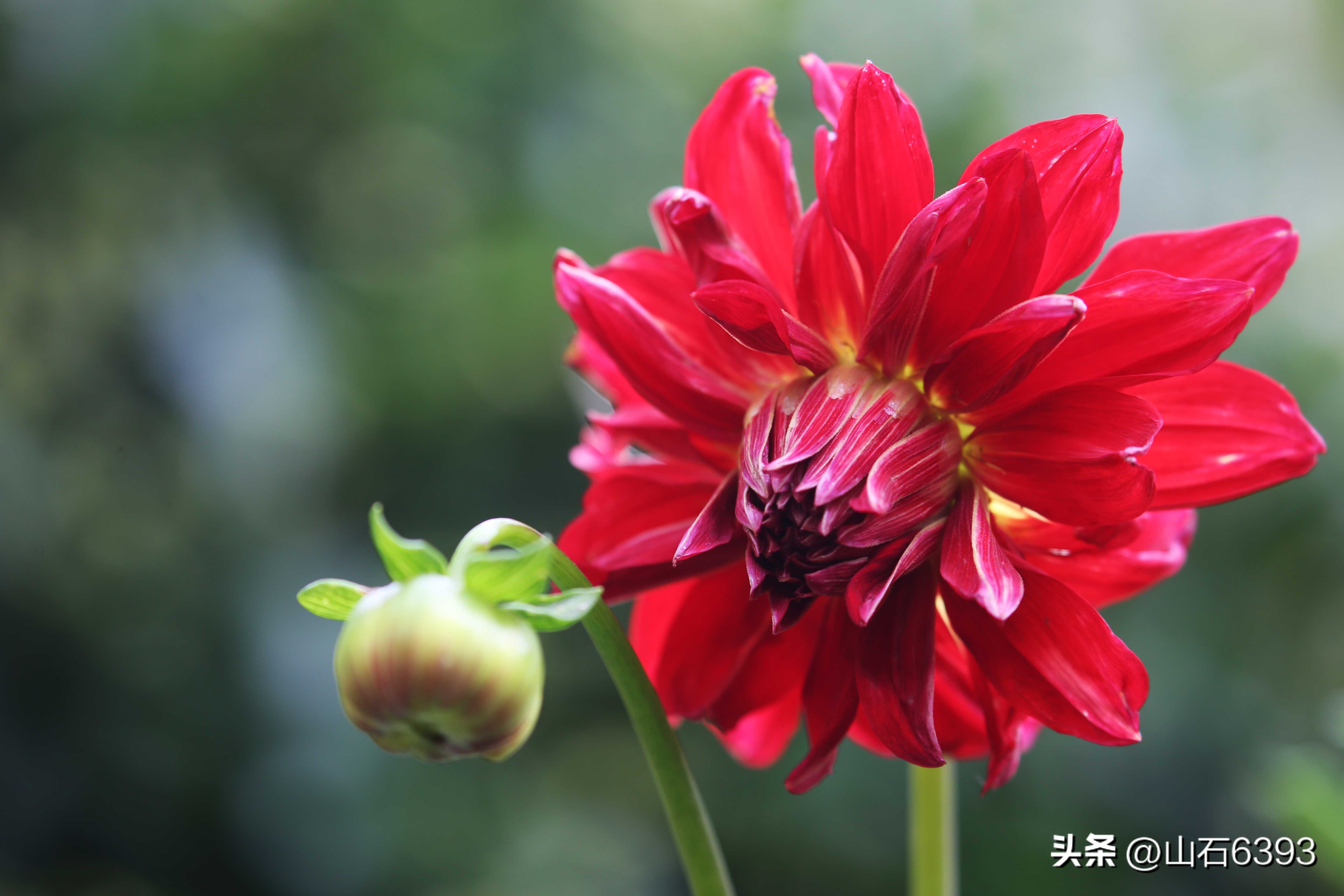 陈民“永远的78师”74：瞎参谋乱干事胡助理～司政后机关的精英们