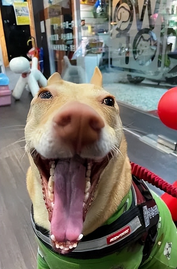 狗狗眼睛不舒服一直眯着,狗狗眯着眼睛怎么回事