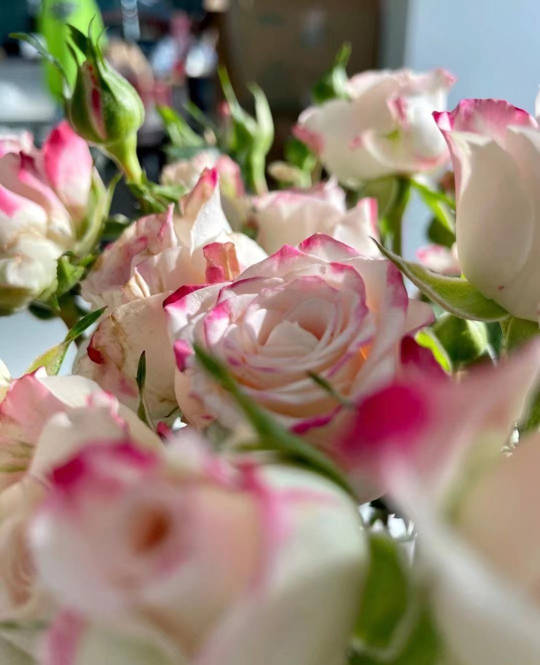 鲜花直播间现场直播卖花人气高,同城鲜花直播间