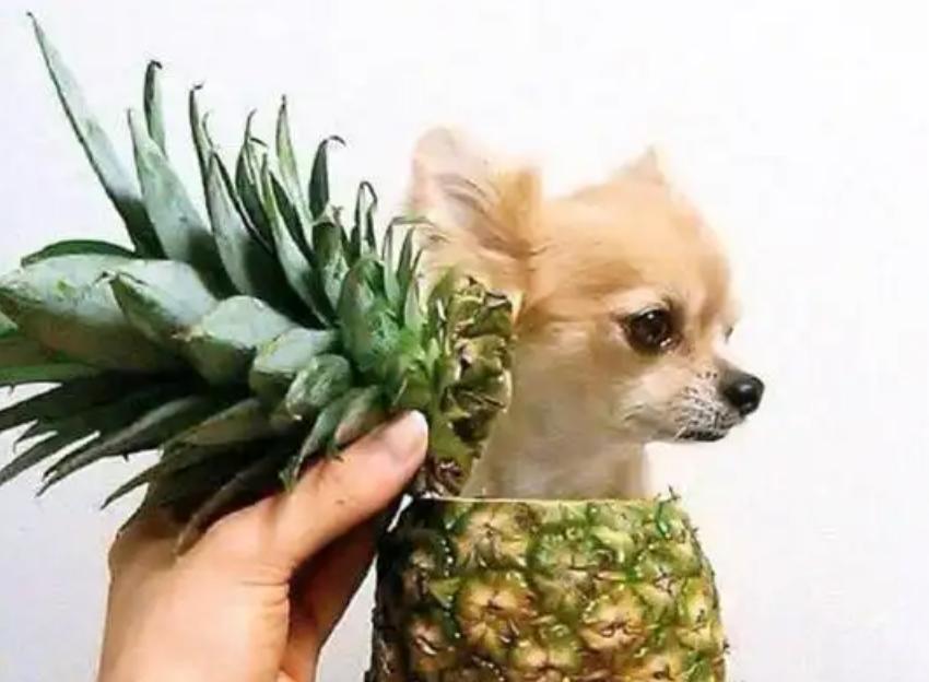 狗狗吃水果注意什么,夏天给狗狗吃什么能解暑