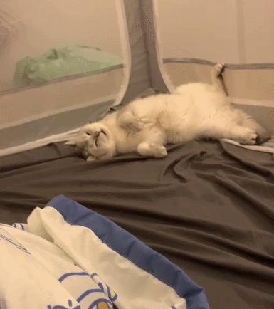 和猫睡觉总是半夜被吵醒,跟猫睡为什么会做噩梦