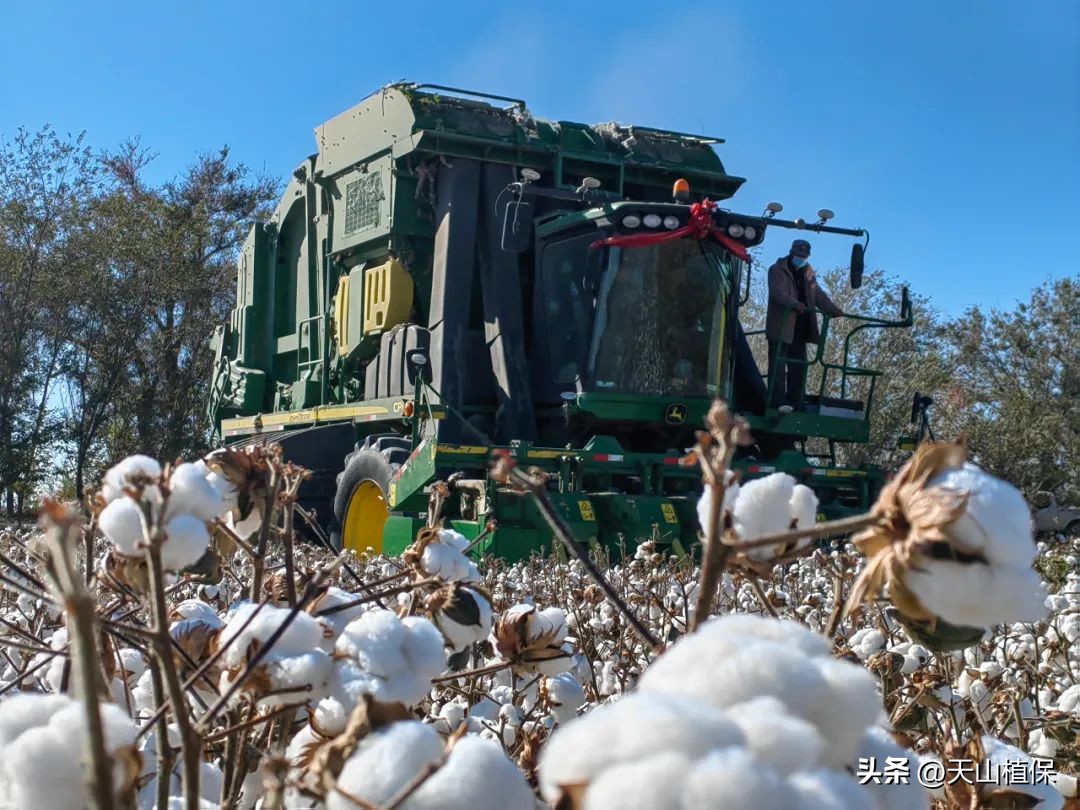 棉农不能因为一时的上涨而抱团囤棉待涨，适时卖出才是良策