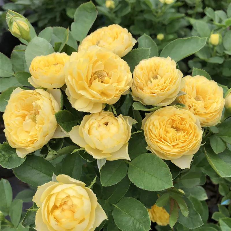 月季美图100张,妩媚动人的月季花图片