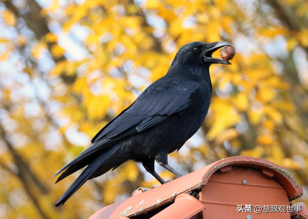 中高考必考古诗词,中高考必背古诗词朗诵