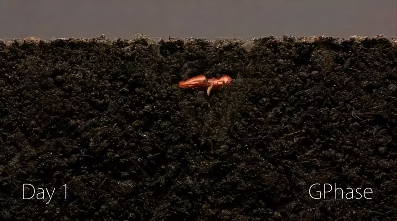 一粒种子发芽生长过程记录50字,用42天记录1粒种子萌芽全过程