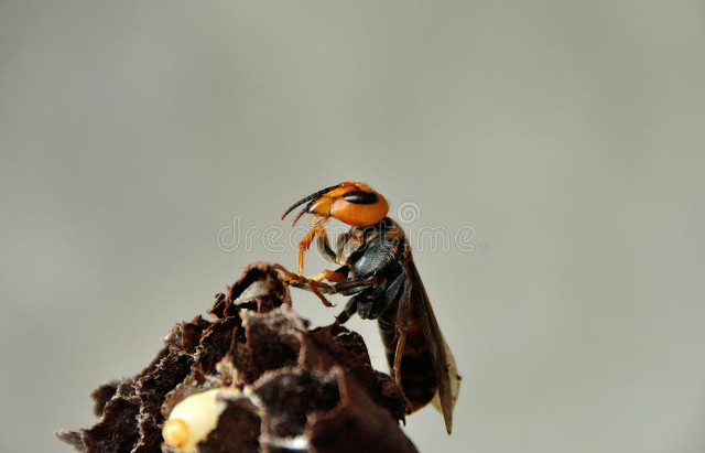 蜂巢土蜂蜜多少钱,一窝虎头蜂能赚多少钱