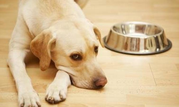 狗狗不吃东西怎么办才能吃得少,狗狗不吃东西怎么办必须要喂