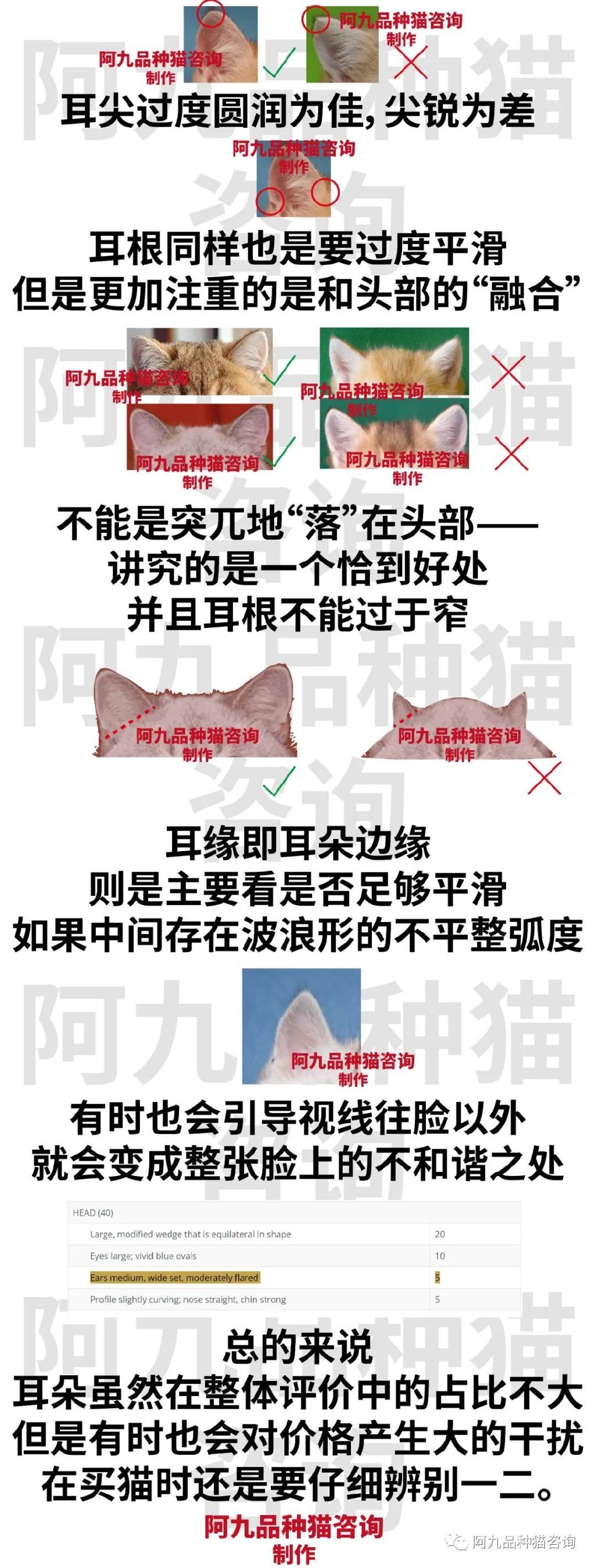 英短蓝白耳朵白好吗,蓝白英短小耳朵好还是大耳朵好