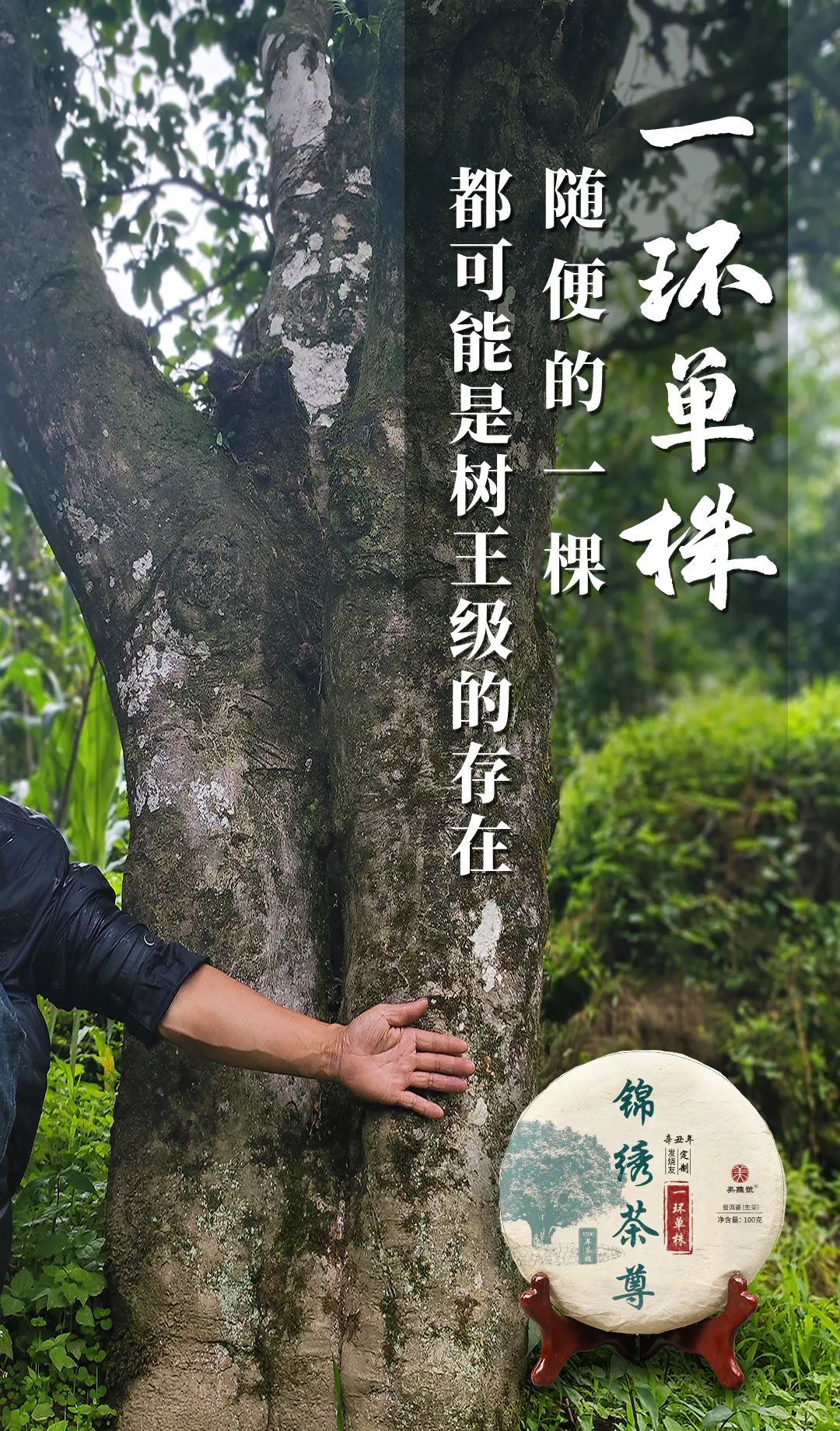 对标1068万“锦绣茶尊”的茶叶，是什么味？