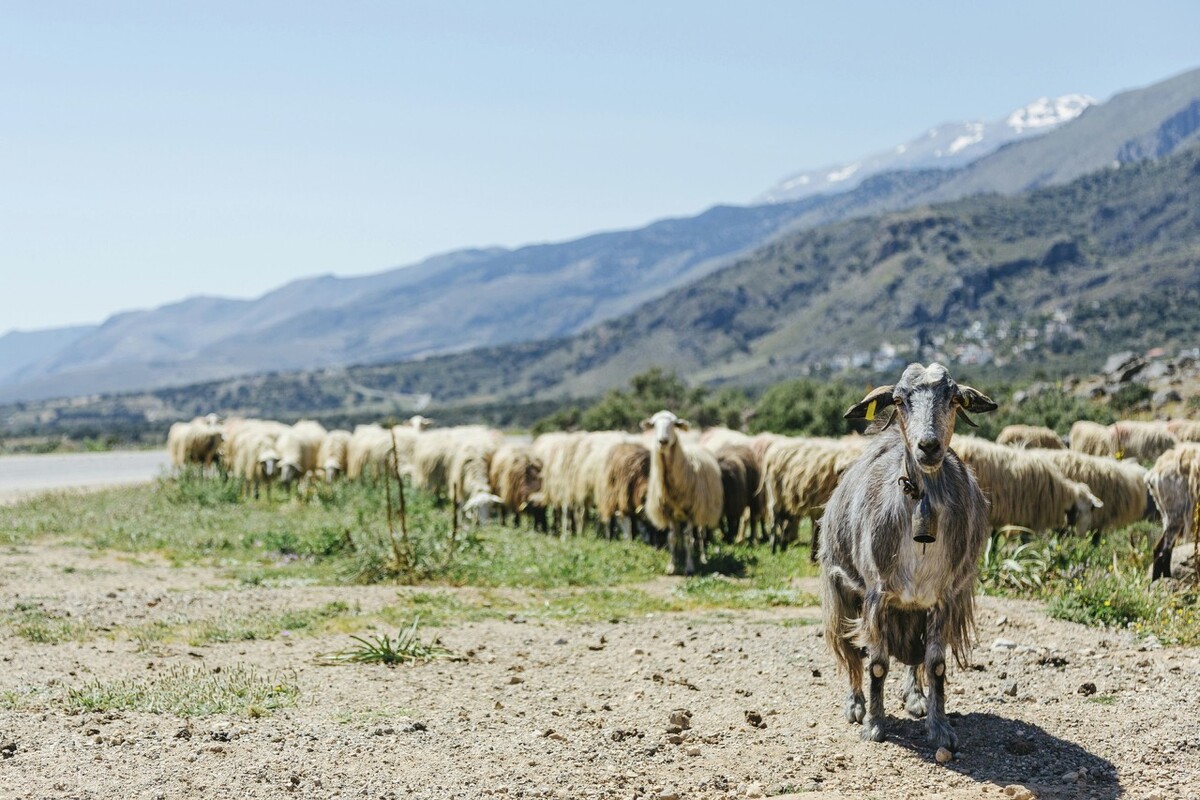 养羊的10大忠告和利润,养羊的利润与成本真实笔记