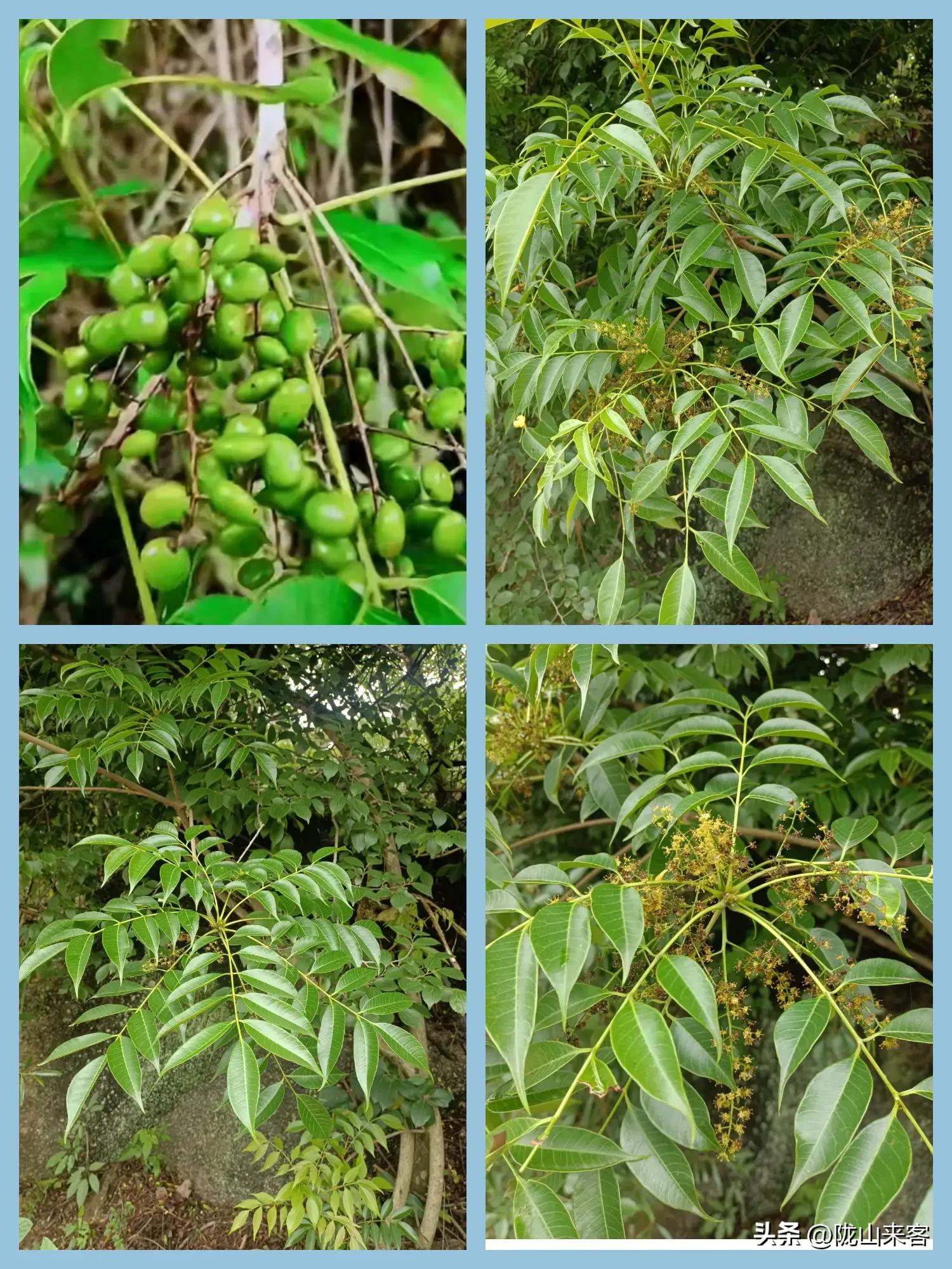 看图识花卉查询,看图识别花草树木