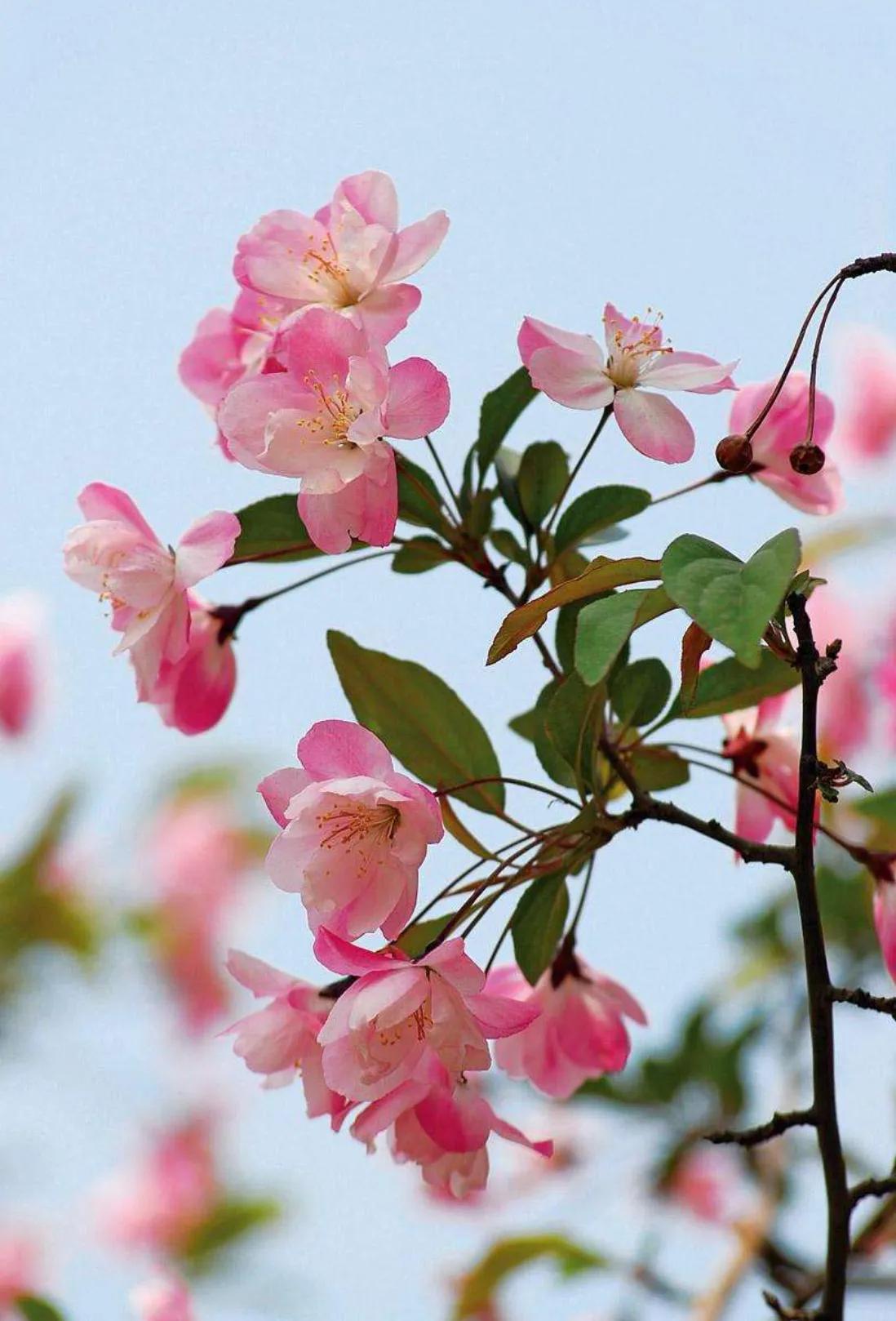 赏花旅游种什么花,春季去公园踏青上百种花让人眼花