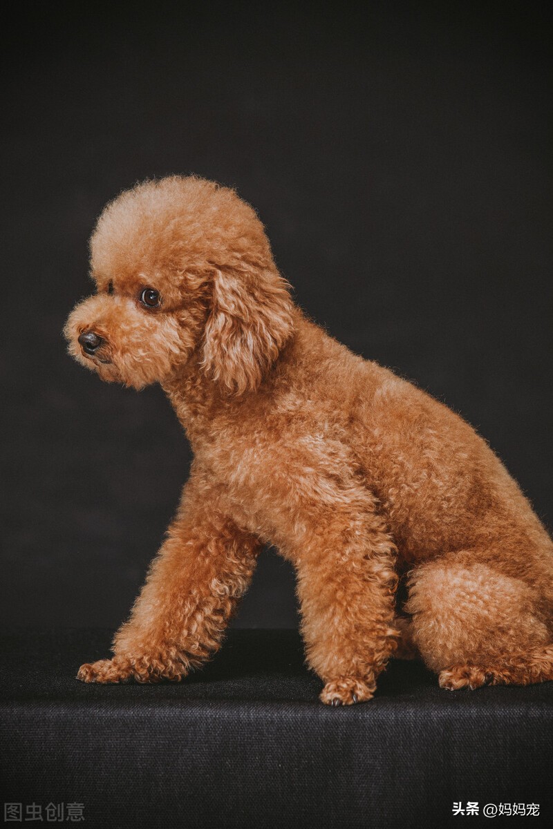 泰迪狗的训练方法图解大全,泰迪狗的训练方法图解教程