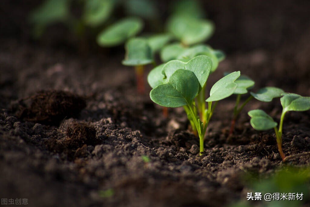 如何使土壤板结变松软,龙血树土壤板结后怎么换土